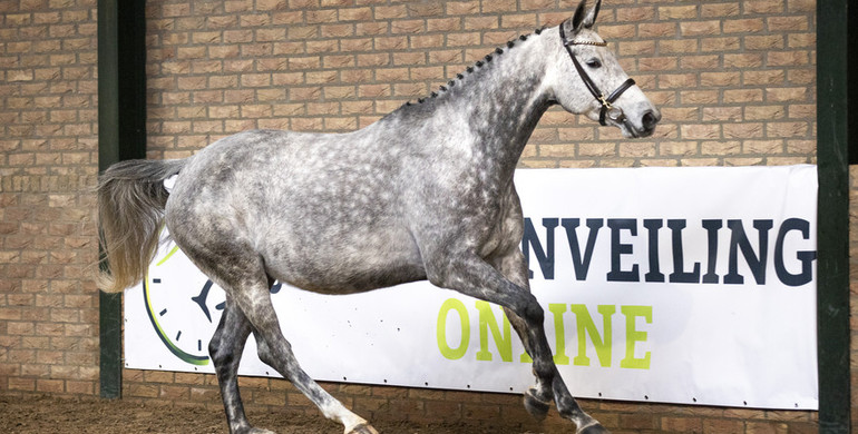 Auction closes tonight at Paardenveilingonline.com - Don’t miss this!
