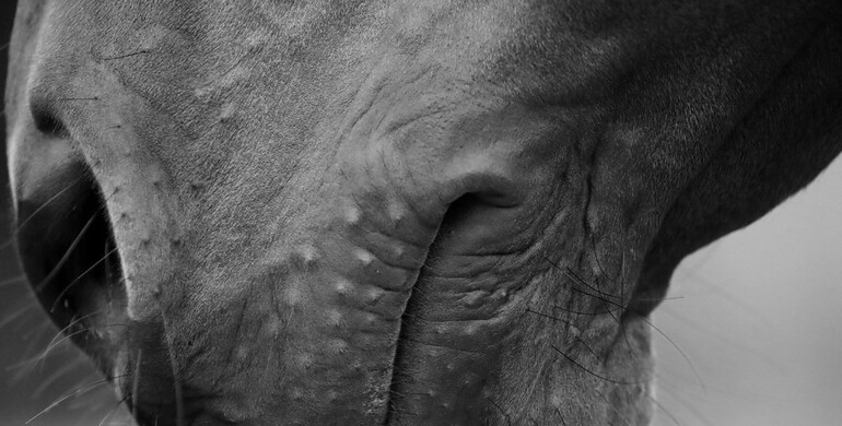 Another equine fatality in the aftermath of the EHV-1 outbreak