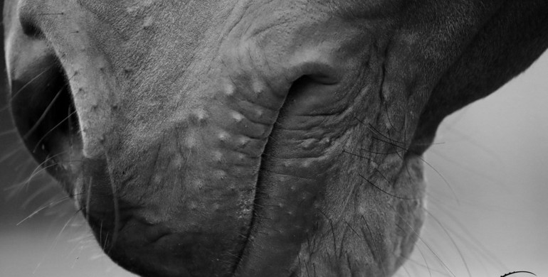 FEI publishes EHV-1 report on 2021 outbreak in mainland Europe