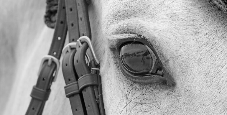 FEI cancels European mainland events due to EHV-1 (neurological form)