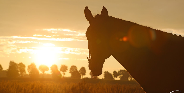 FEI report on 2021 EHV-1 outbreak reveals human error, lack of rule compliance and systemic failures