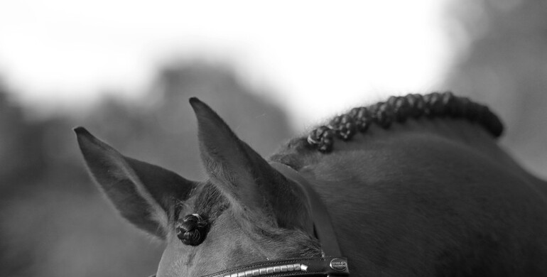 FEI: Sunshine Tour cancelled with immediate effect