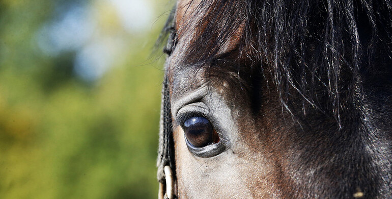 FEI Veterinary Epidemiology Working Group: Proposed changes to the 2022 FEI Veterinary Regulations presented