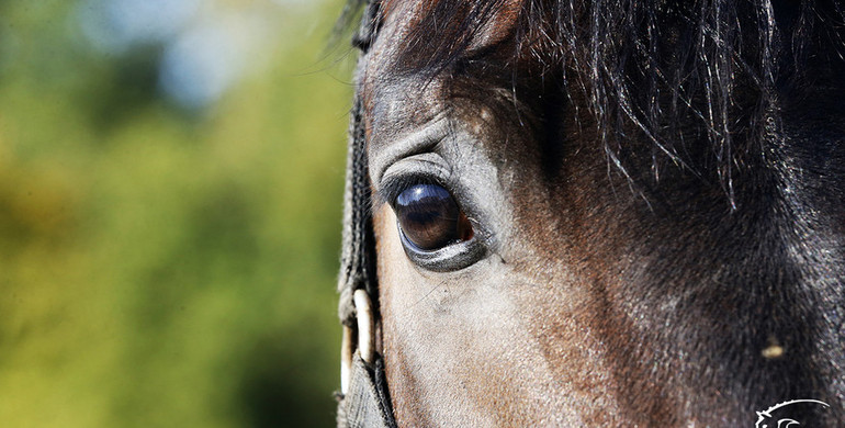 FEI publishes final part of EHV-1 Report on 2021 outbreak in mainland Europe