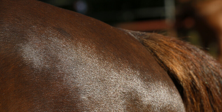 Confirmed case of EHV-1 reported in Ocala, Florida
