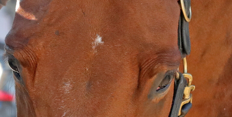 FEI update: Report from the first meeting of the FEI Veterinary Epidemiology Working Group