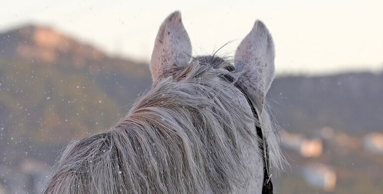FEI update: A total of eleven horses test positive for EHV-1 after returning from the Sunshine Tour
