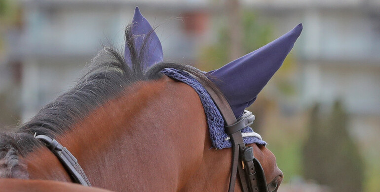 FEI update: All 85 horses that competed in Doha blocked in the FEI database