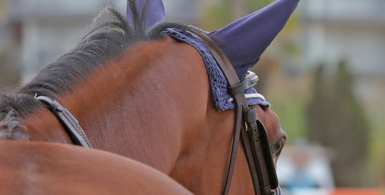 FEI update: All 85 horses that competed in Doha blocked in the FEI database