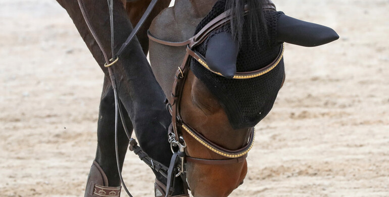 FEI update: Horse returning from Doha tests positive for EHV-1 and shows clinical symptoms