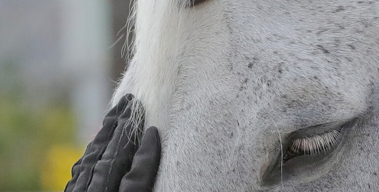 FEI update on confirmed EHV-1 cases in Lier and Oliva