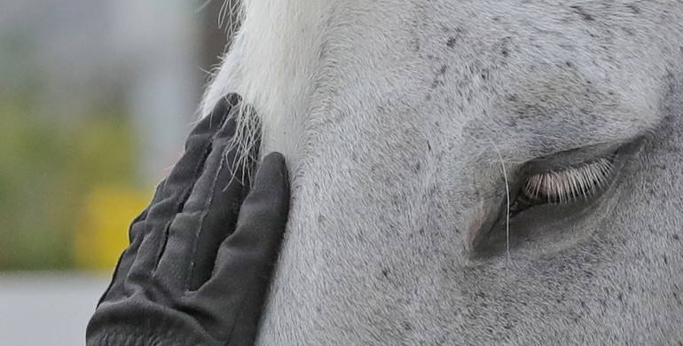 FEI publishes second part of EHV-1 report on 2021 outbreak in mainland Europe