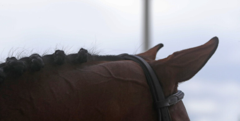 FEI update: Four horses return safely to Europe after isolation in Doha