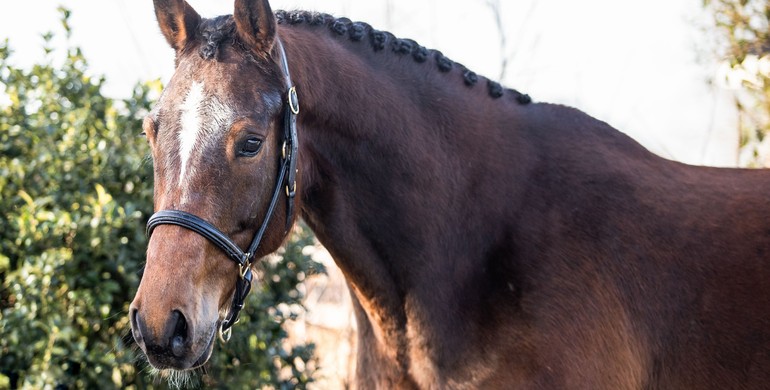 38 lots including 8 by Chacco Blue! D-Day for the Ekestrian Showjumping Elite Auction Online closing tomorrow!