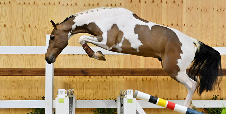 Colors and quality in Horse Auction Belgium's 'Diamond Edition'
