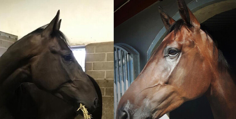 Viktoria Sander: “We went to Valencia with five horses, and returned with three”