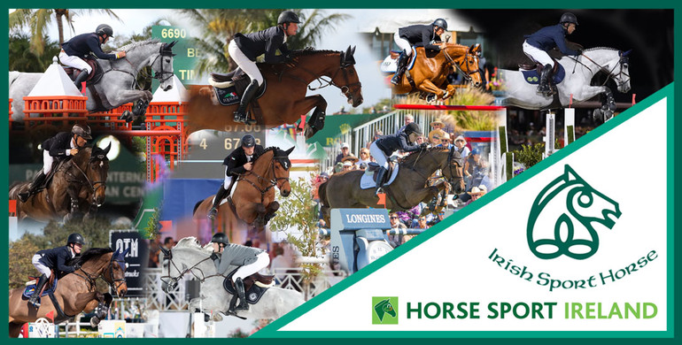 Irish Sport Horse Studbook breeding programme delivers