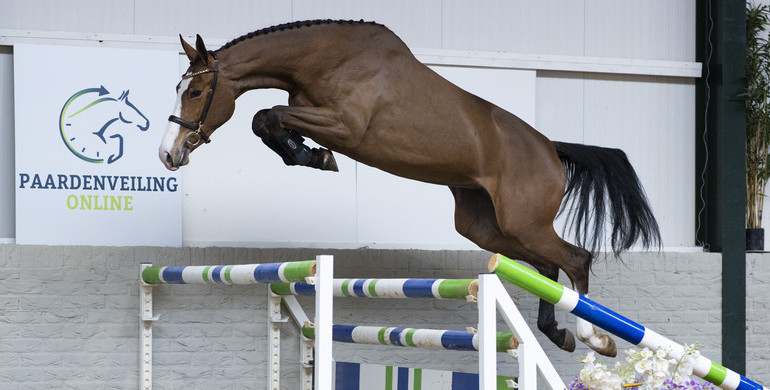 Auction almost closes at Paardenveilingonline.com - Don’t miss this!