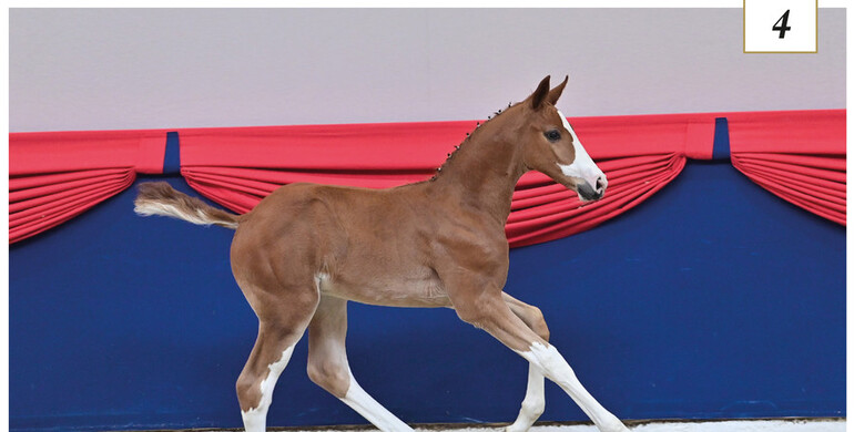 Oldenburg Online Elite Foal Auction: A great way to fly