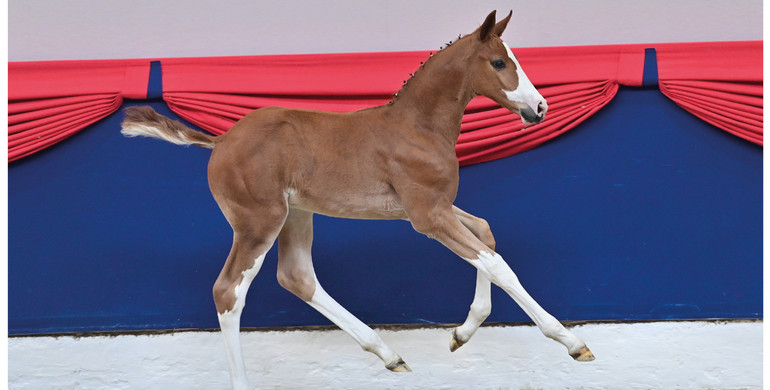 Oldenburg Online Elite Foal Auction: A great way to fly