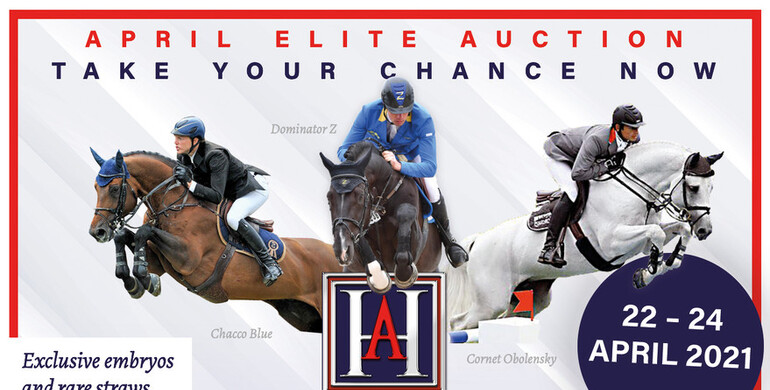 The Horse.Auction is running: Last hours to place your bid – act now!