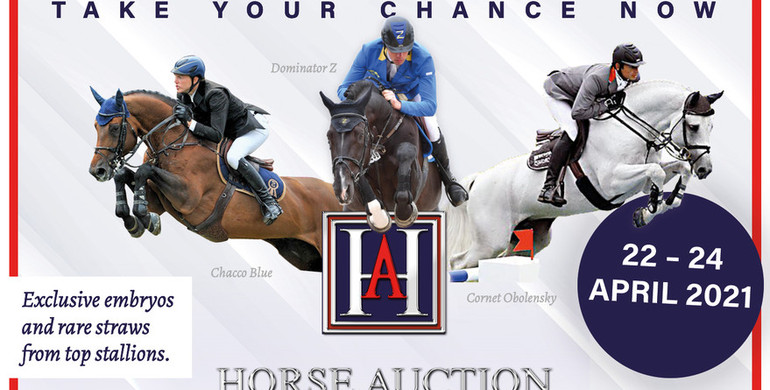 The Horse.Auction is running: Last hours to place your bid – act now!
