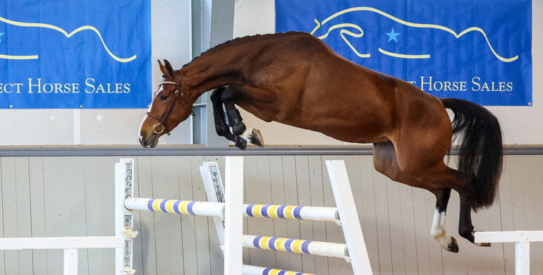 Swedish Select Horse Sales proudly presents the first edition of their Spring Sale online auction