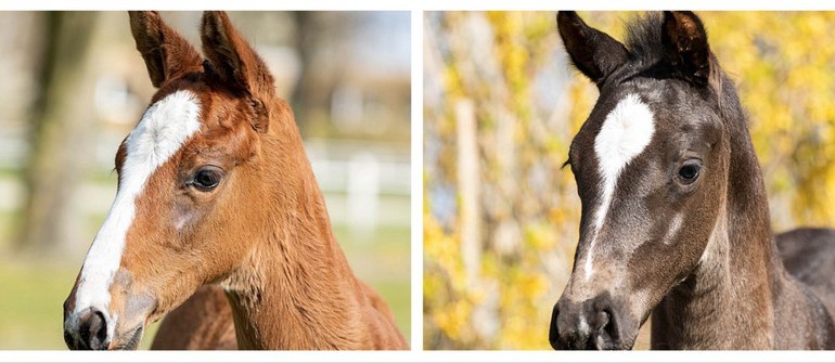 Exclusive rarities: Second Verden Auction Online for foals on May 6th
