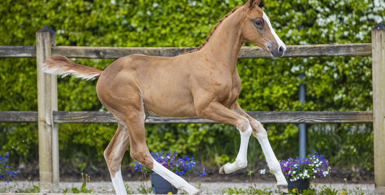 Collection of Early Foal Auction Prinsjesdag full of exceptional genetics & talent!