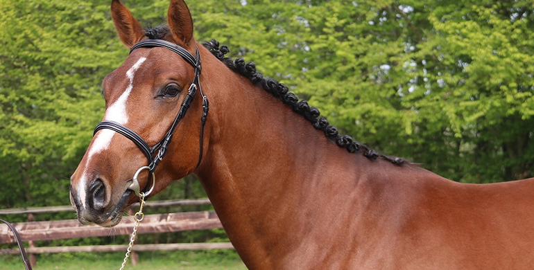 The best damlines associated with the most coveted stallions for auction on Ekestrian on May 18th and 19th!