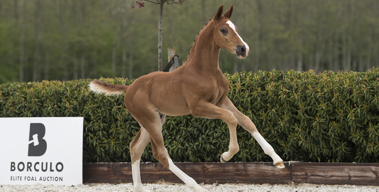 Future sport horses and stallion prospects for sale at Foal Auction Borculo
