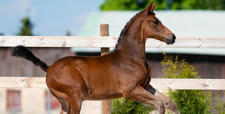 SWB Online Showjumping Foal Auction 2021 Summer Edition