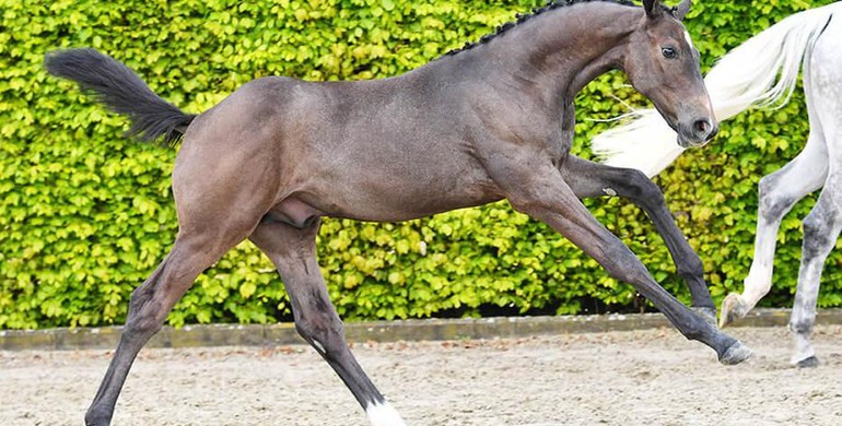 Equbreeding auction brings the best stallions and dam lines together for second edition