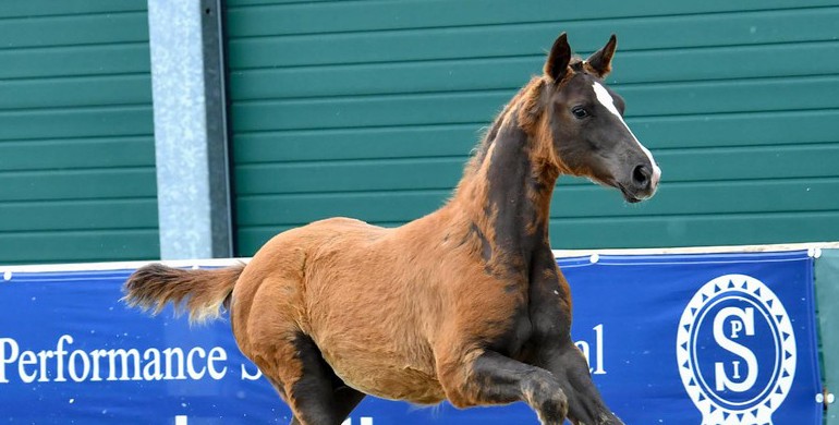 Concentration of performance in 2021 Schockemöhle/Helgstrand International Online Foal Auction