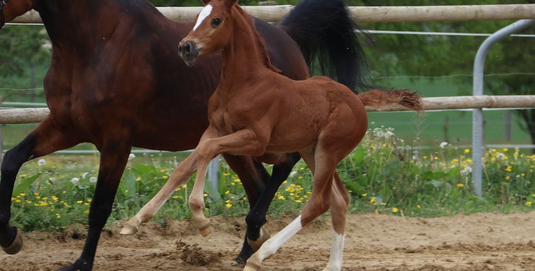 Opening of the Ekestrian Elite Auction today, a foal by Comme Il Faut out of the winner in CSIO5* 1.55m-1.60m, Atlete van’t Heike and many more to discover!