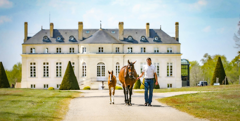 Haras de Hus and Elevage de Kreisker join forces for an exceptional auction full of exclusivities