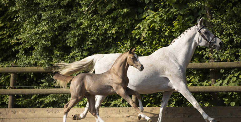 Foal auction closes tonight at Paardenveilingonline.com - Don’t miss this!