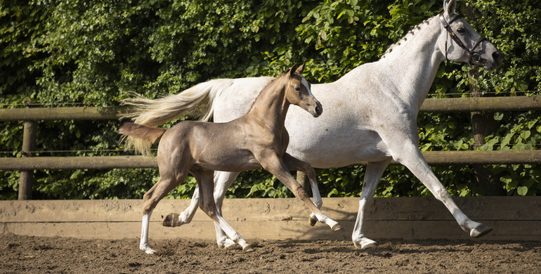 Foal auction closes tonight at Paardenveilingonline.com - Don’t miss this!