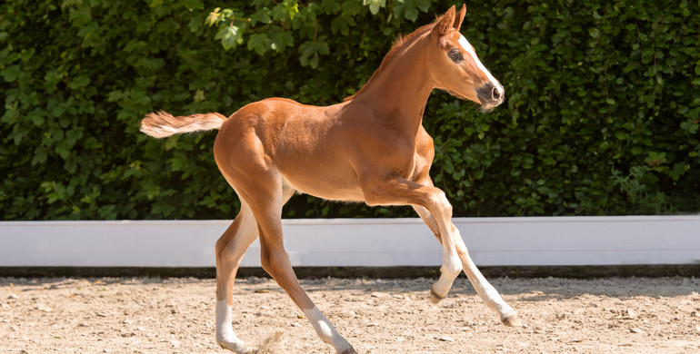 Premiers at Waterkant: Top sport and top foals