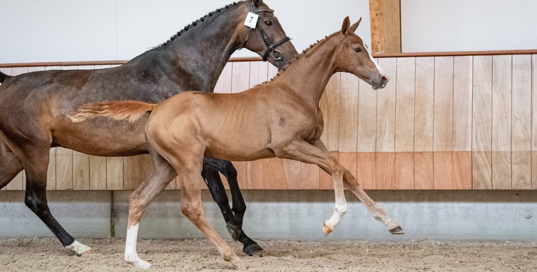 Top showjumping genes in first KWPN Online Foal Auction