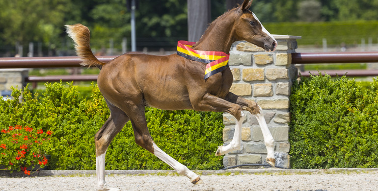 Bidding starts for Trigon Foal Auction II