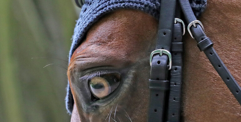 Equine Ethics and Wellbeing Commission set to present international survey results in an interim report in South Africa