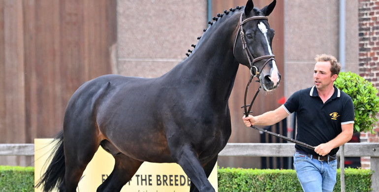 Approved stallion Comme d'Api vd Hacienda to be put on the market via online auction Eye of the Breeder
