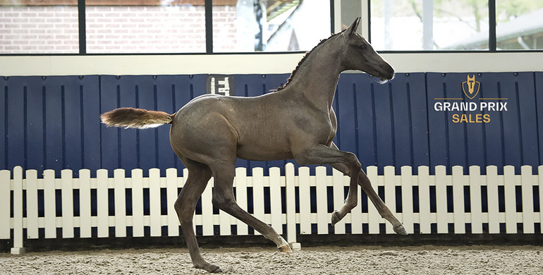 Grand Prix Sales sells exclusive Chacco Blue offspring. Out of Grand Prix horse producer Urmina, never on the market before!