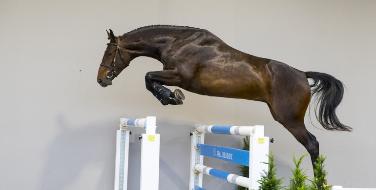 Michel Hendrix: “Horses with great potential for sale in HX Auctions”
