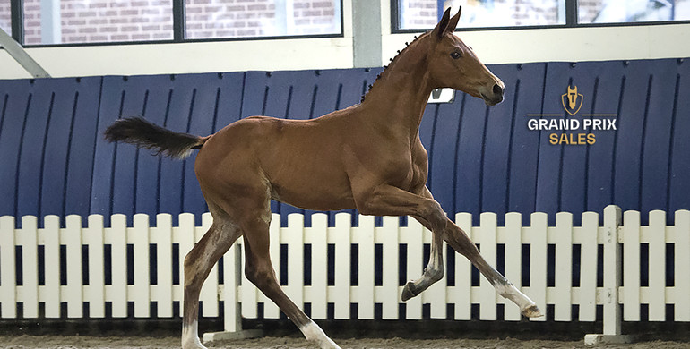 Make your bid today on the world class jumping squad of Grand Prix Sales