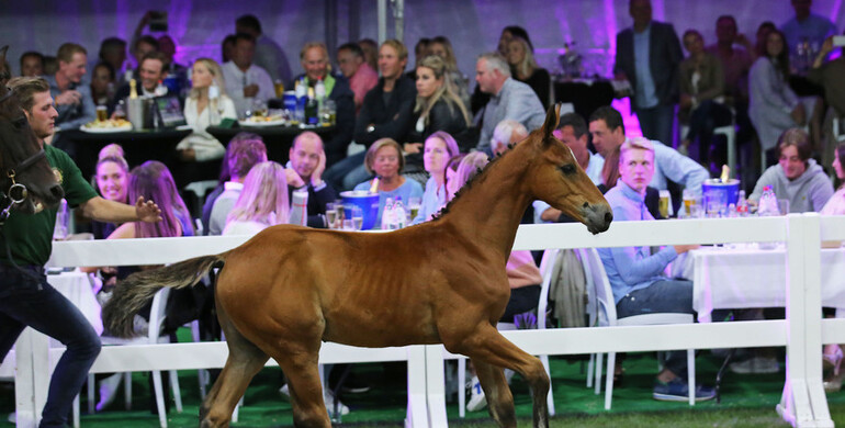 H&M All In’s brother sold for 130,000 Euro at Flanders Foal Auction