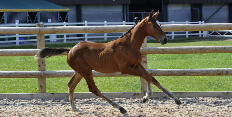 Science Supplements Bolesworth Elite Auctions launches best foal & embryo collection yet
