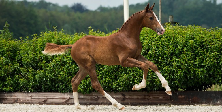 Foal Auction Borculo sells pedigrees for the future