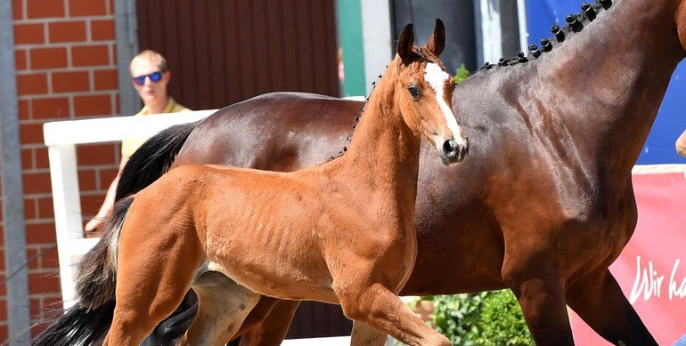 Second 2021 Schockemöhle/Helgstrand Online Foal Auction with new level of quality